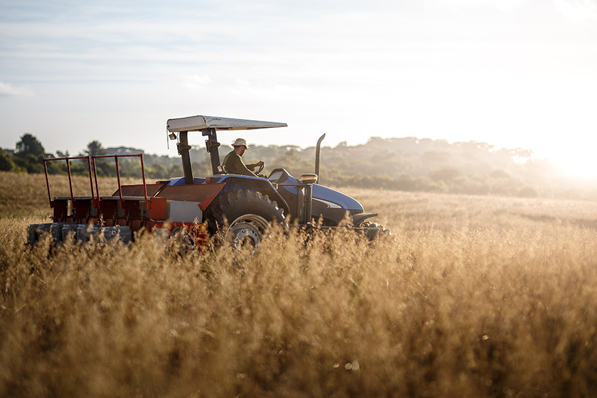 953577456 Tractor and driver in wheat field